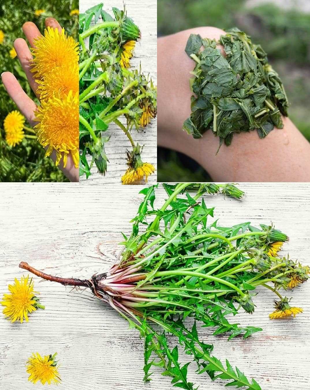 Dandelion and its health benefits