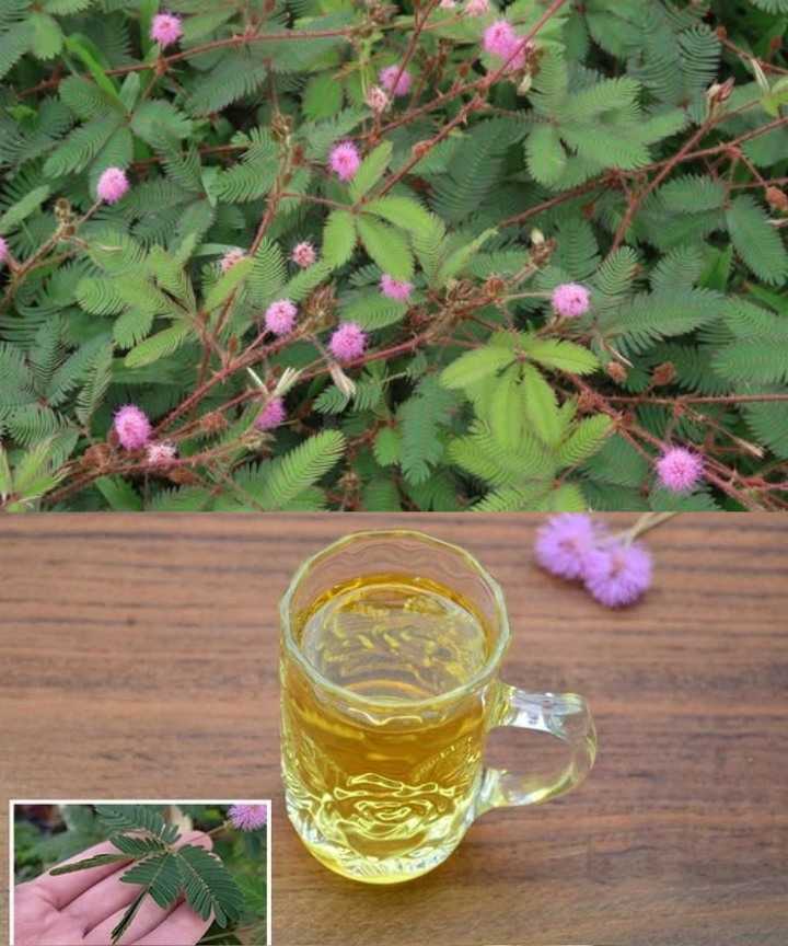 The Hidden Treasure of the Mimosa Plant: A Healing Herbal Tea Recipe