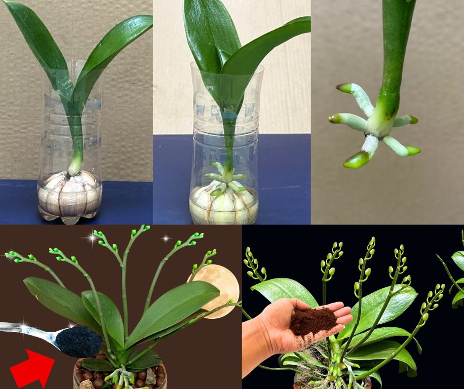 Only 1 cup a month will be enough: both flowers and roots will bloom all year round