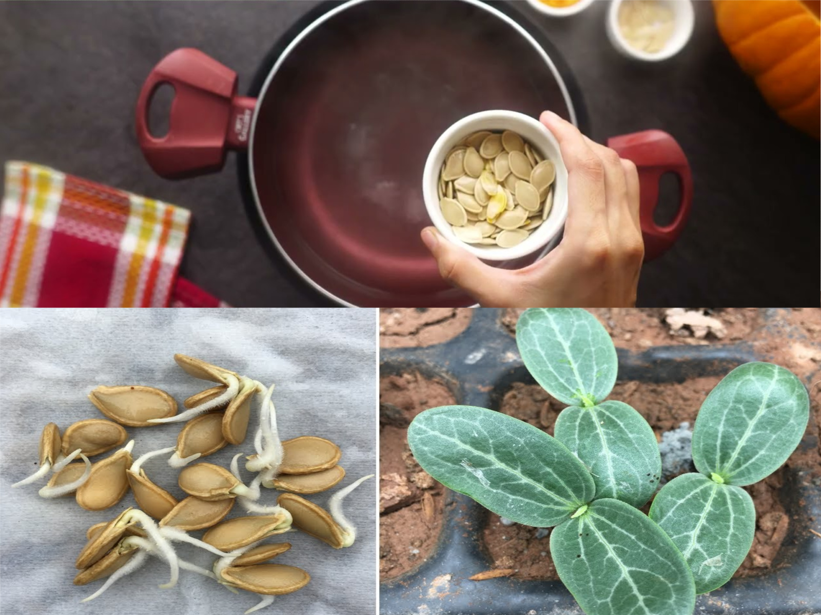 This liquid will make your plant bloom incredibly: 30 cents is enough