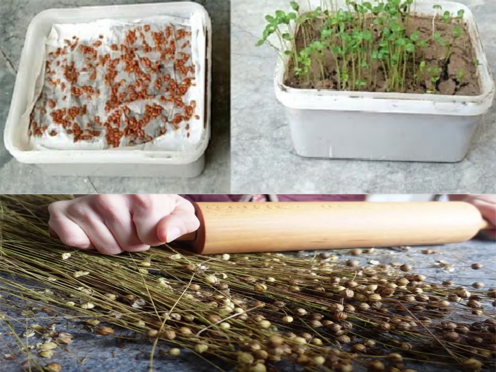 A spoon for any flower you have in the house: you will have lush flowering