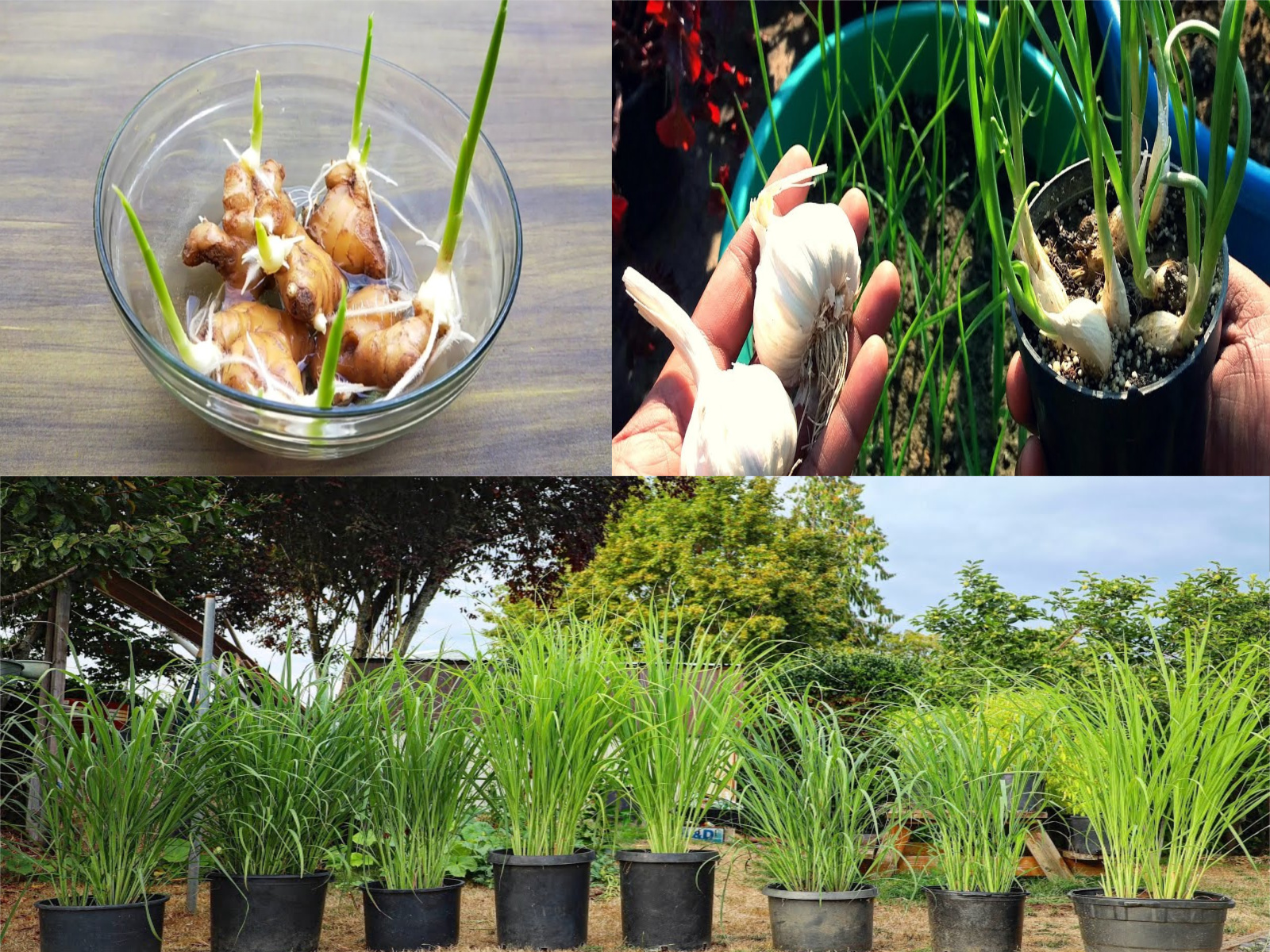 https://homegreentricks.com/how-to-grow-ginger-garlic-and-lemongrass-at-home-here-is-the-farmers-method/?fbclid=IwY2xjawJrKadleHRuA2FlbQIxMAABHjyZJfHQUz84Qw7hLP7TtSj1vOiT5p3eQRhAecm4Jcjwg_1IFPaDrJvfwqjV_aem_eKMg-HhHk0svbfWMceYEpw#:~:text=How%20to%20grow%20ginger%2C%20garlic%20and%20lemongrass%20at%20home%3A%20here%20is%20the%20farmer%E2%80%99s%20method