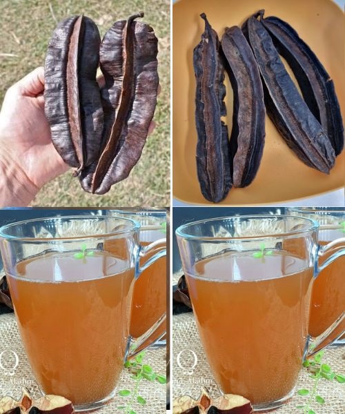 One of these almost forgotten treasures is the carob, an ancient fruit packed with remarkable nutritional properties