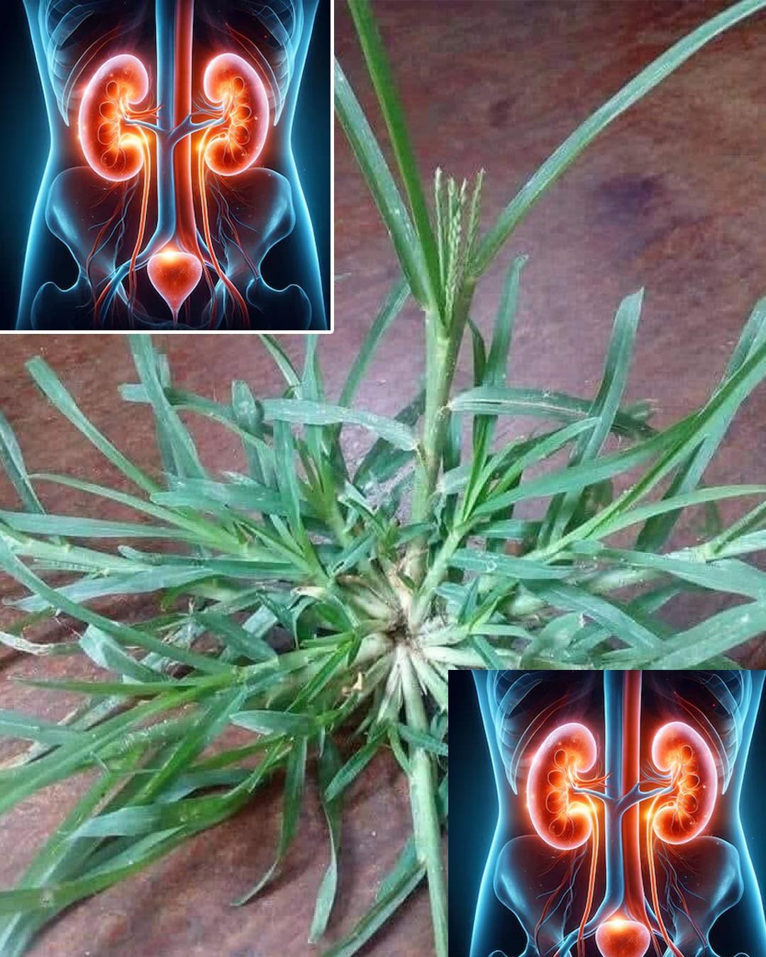 Goose Grass: A Natural Health and Garden Ally