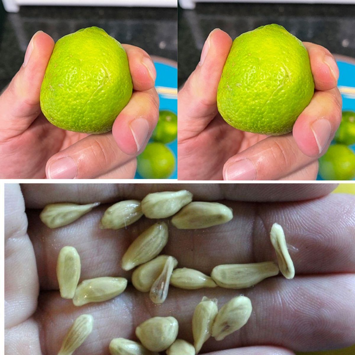 When squeezing lemons, don’t make the mistake of throwing away the seeds: they are worth their weight in gold used this way