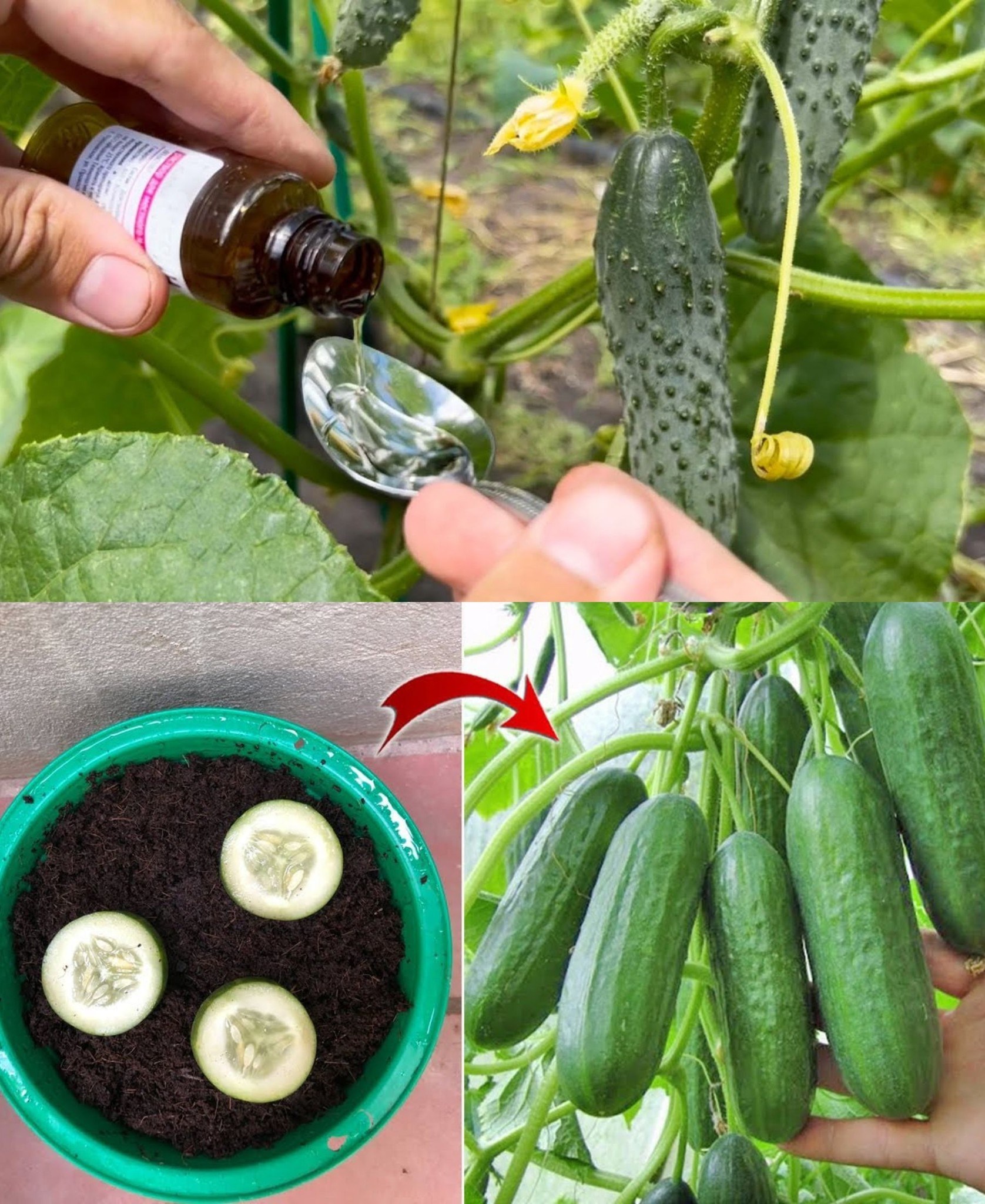 The 7 secrets of growing cucumbers
