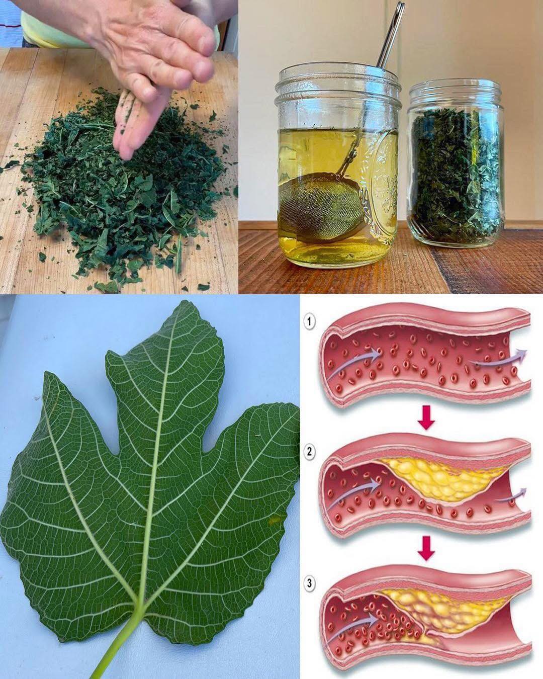 Harnessing the Power of Fig Leaves: A Natural Remedy for Sugar Control and More