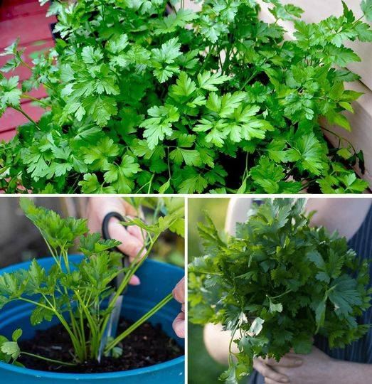 All you need to do to have an everlasting and abundant parsley seedling