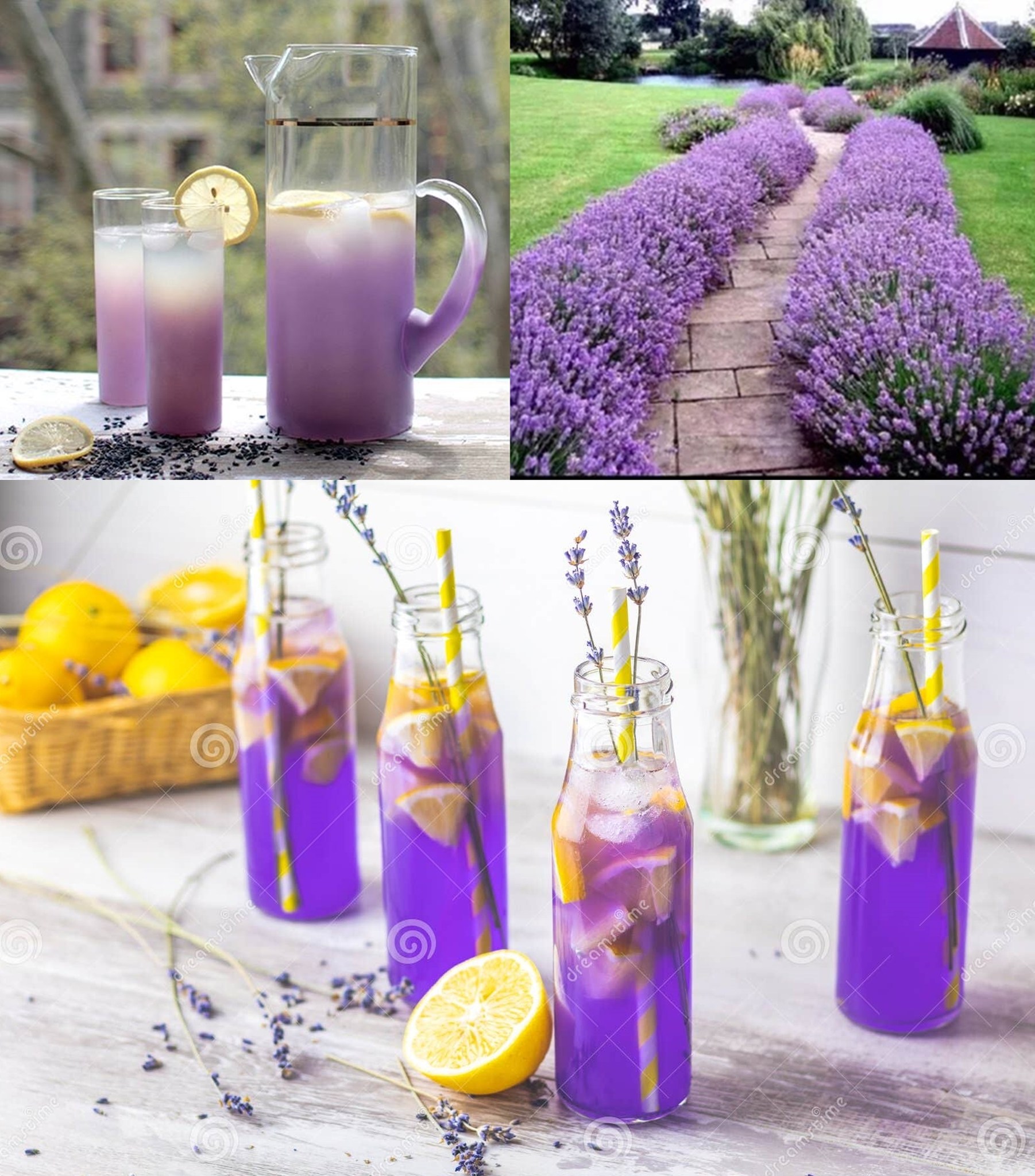 They say that just one look at the vast Provencal fields covered with fragrant lavender is enough to instantly lighten the soul.  For centuries, lavender has been considered a rare plant that brings good energy and healing power to homes.   Lavender oil contains more than 150 active substances that fight many physical and mental illnesses.
