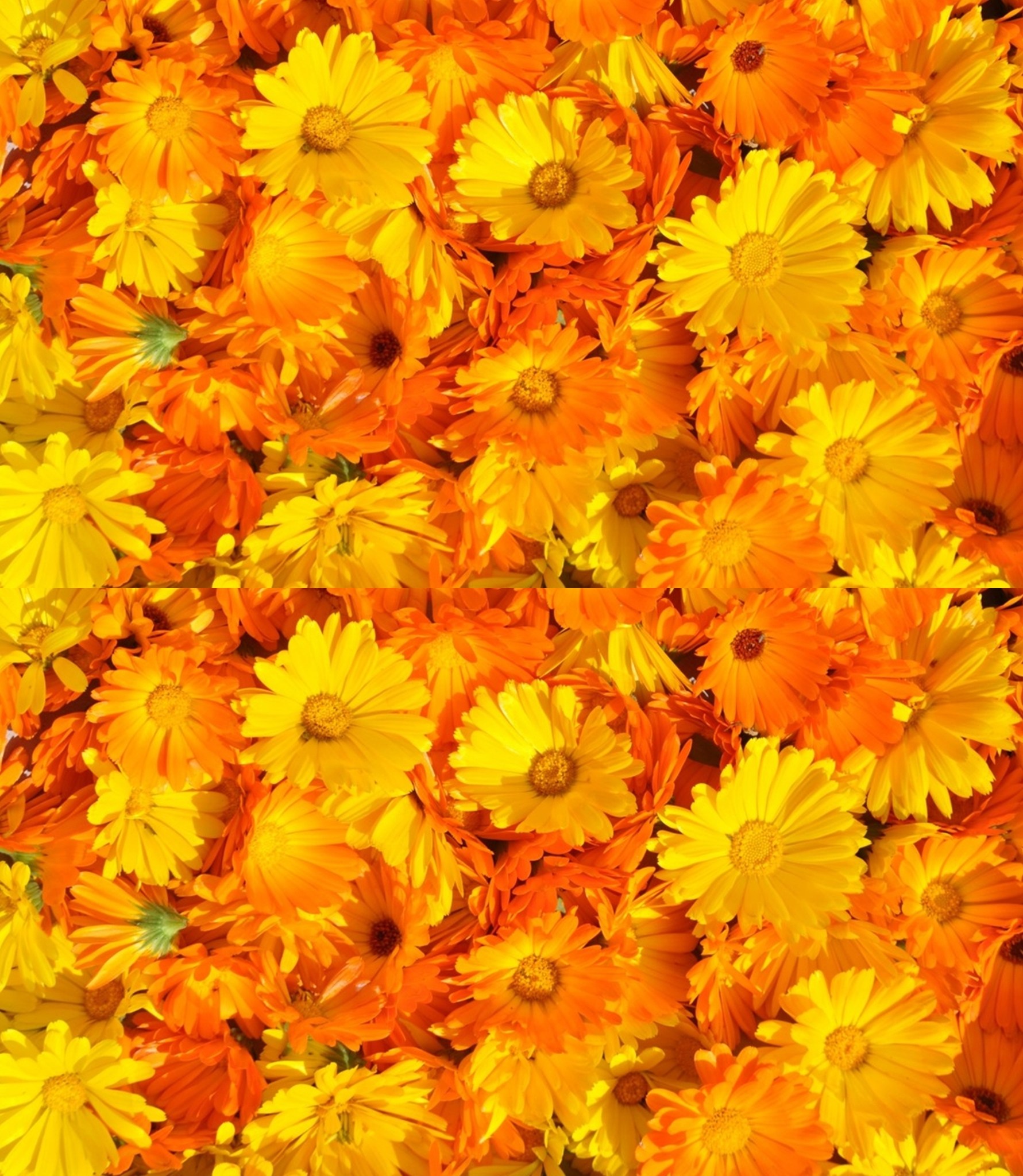 Here are the diseases that CALENDULA treats (method of application and preparation)