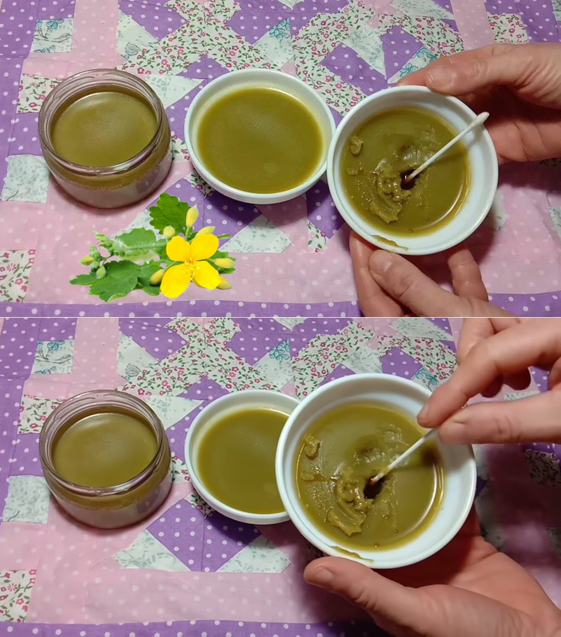 This plant is literally a scourge for skin problems such as warts, calluses, eczema, papillomas, and more.   Learn to use it and you will have a great natural helper.   Try it and see for yourself!
