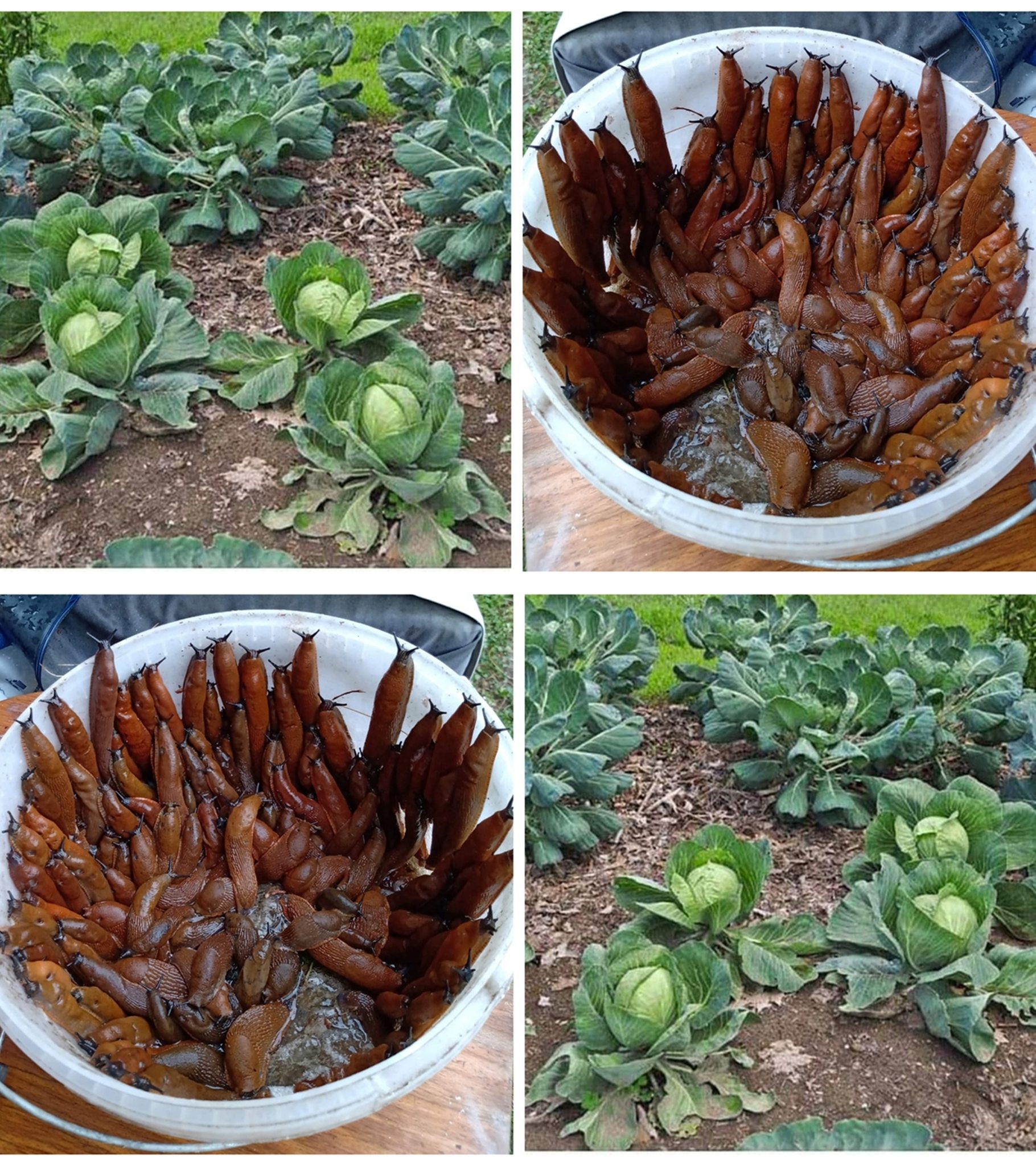 More than one gardener has had a negative experience with this pest.  Snail raids can destroy freshly planted seedlings in the garden overnight.