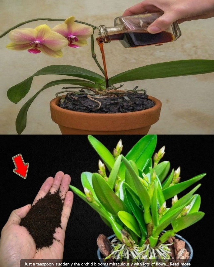 Title: The One-Teaspoon Orchid Miracle: A Simple Trick to Trigger Abundant Blooms