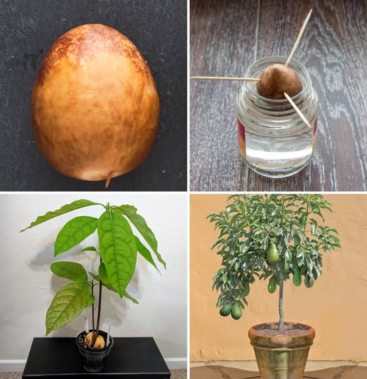 How to plant avocados at home, starting from a seed, to have an infinite supply
