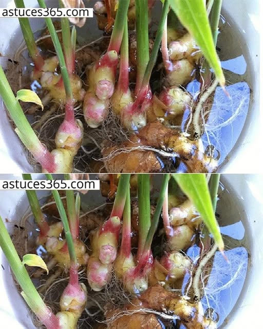 Here’s How to Grow an Endless Amount of Ginger at Home
