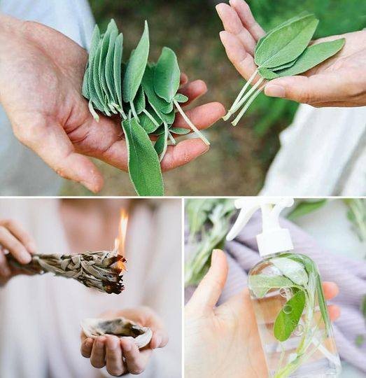 The incredible benefits of sage for our health