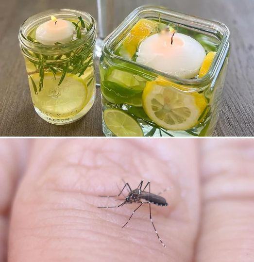 How to prepare an effective natural insect repellent