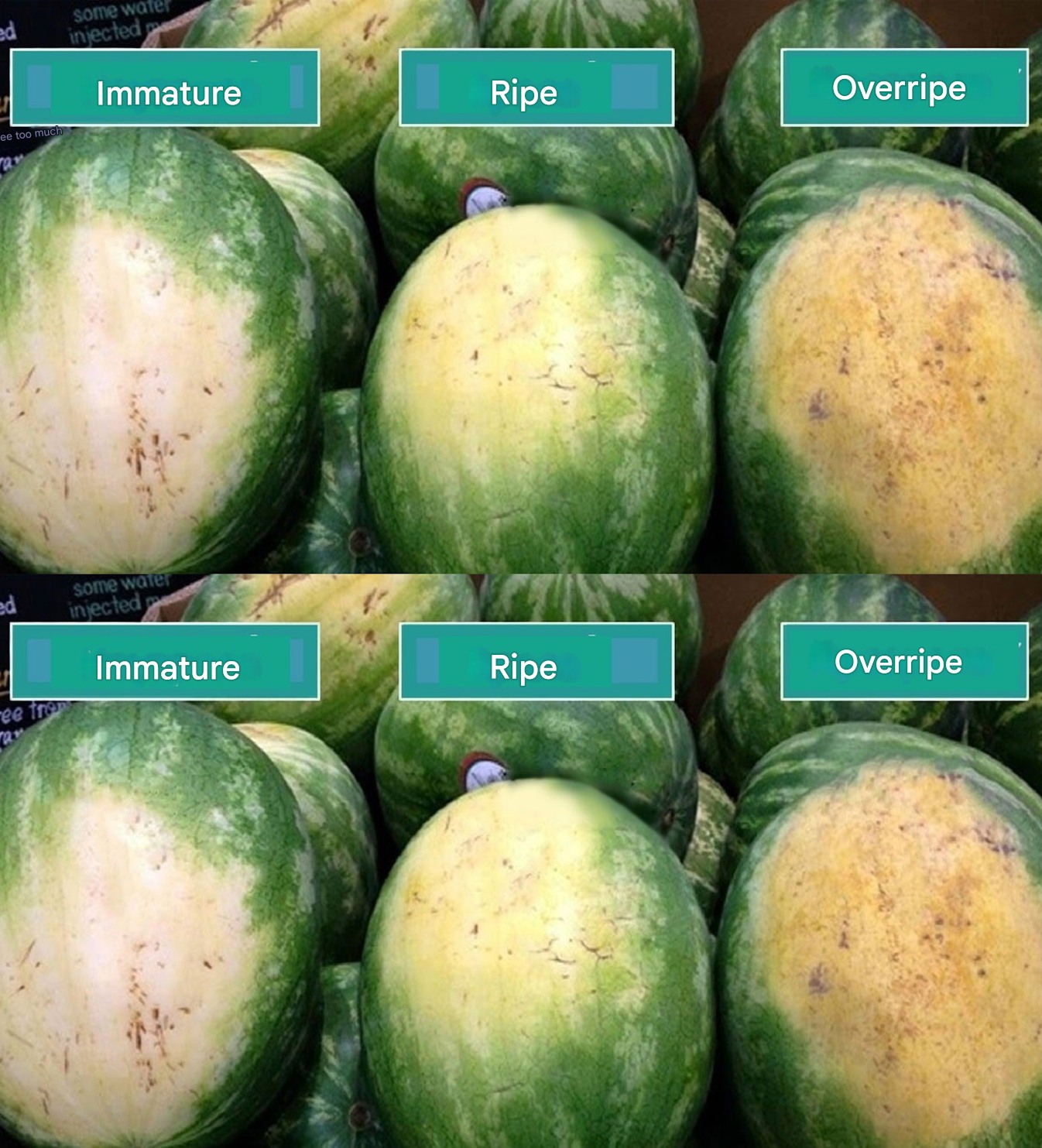 How to choose the BEST watermelon without tasting it or seeing the inside: Tried and tested!