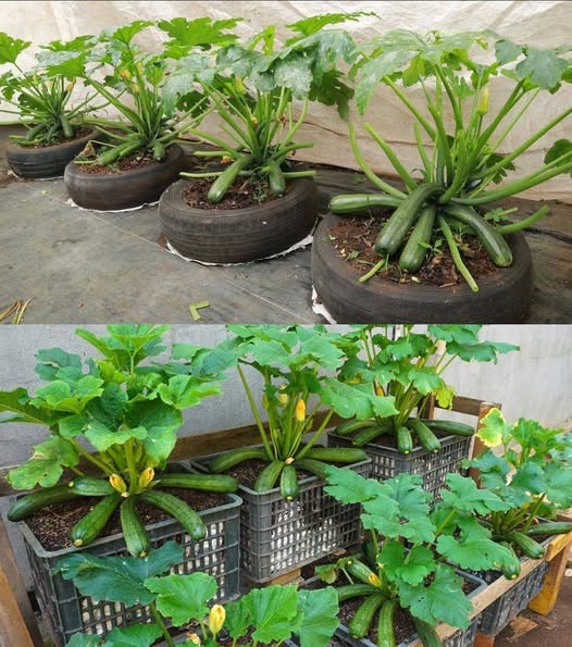 How to Grow Zucchini on your Balcony?