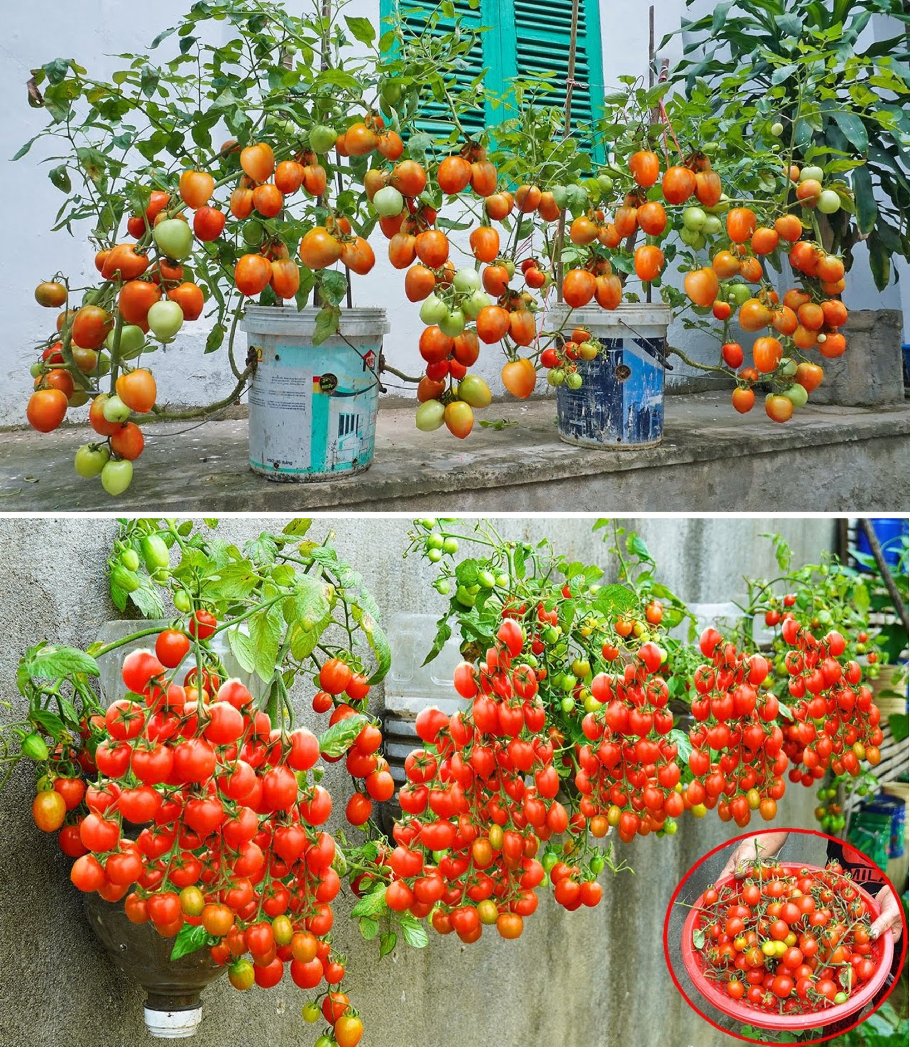 Giant tomatoes in your garden, a spoonful of this ingredient, as recommended by all gardeners!