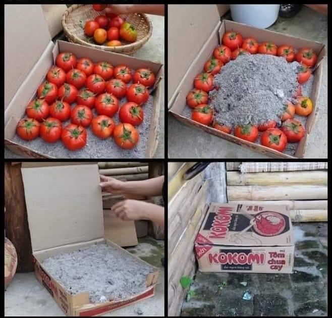 Conserver les tomates avec des cendres est une méthode traditionnelle qui remonterait à des centaines d’années…