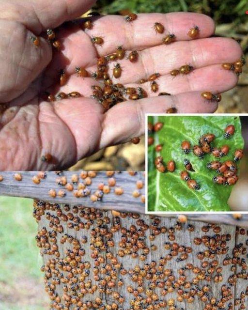 How to Attract Thousands of Ladybugs to Your Garden and Understand Why They’re So Important