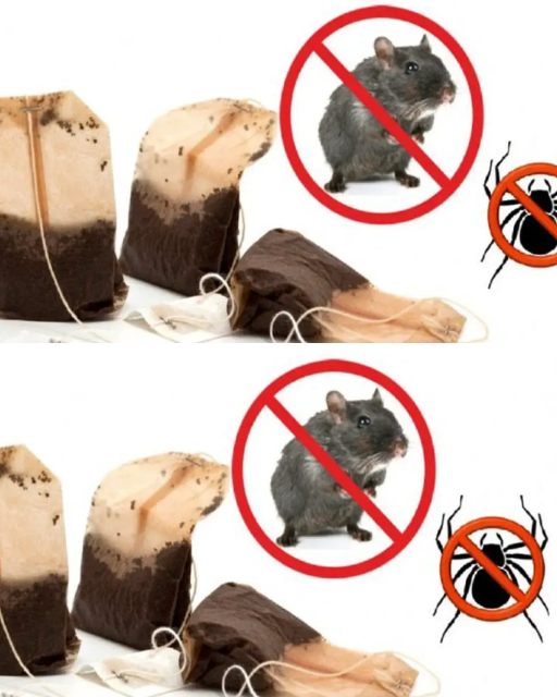 How to Use Tea Bags to Scare Away Rats and Spiders