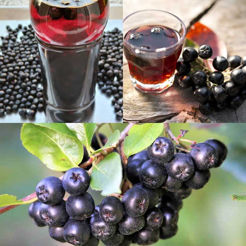Aronia: The Super Berry for Stronger Blood Vessels and Lower Cholesterol