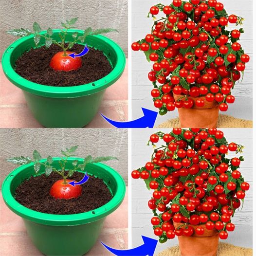 Unveil the Mysterious Process of Tomato Propagation