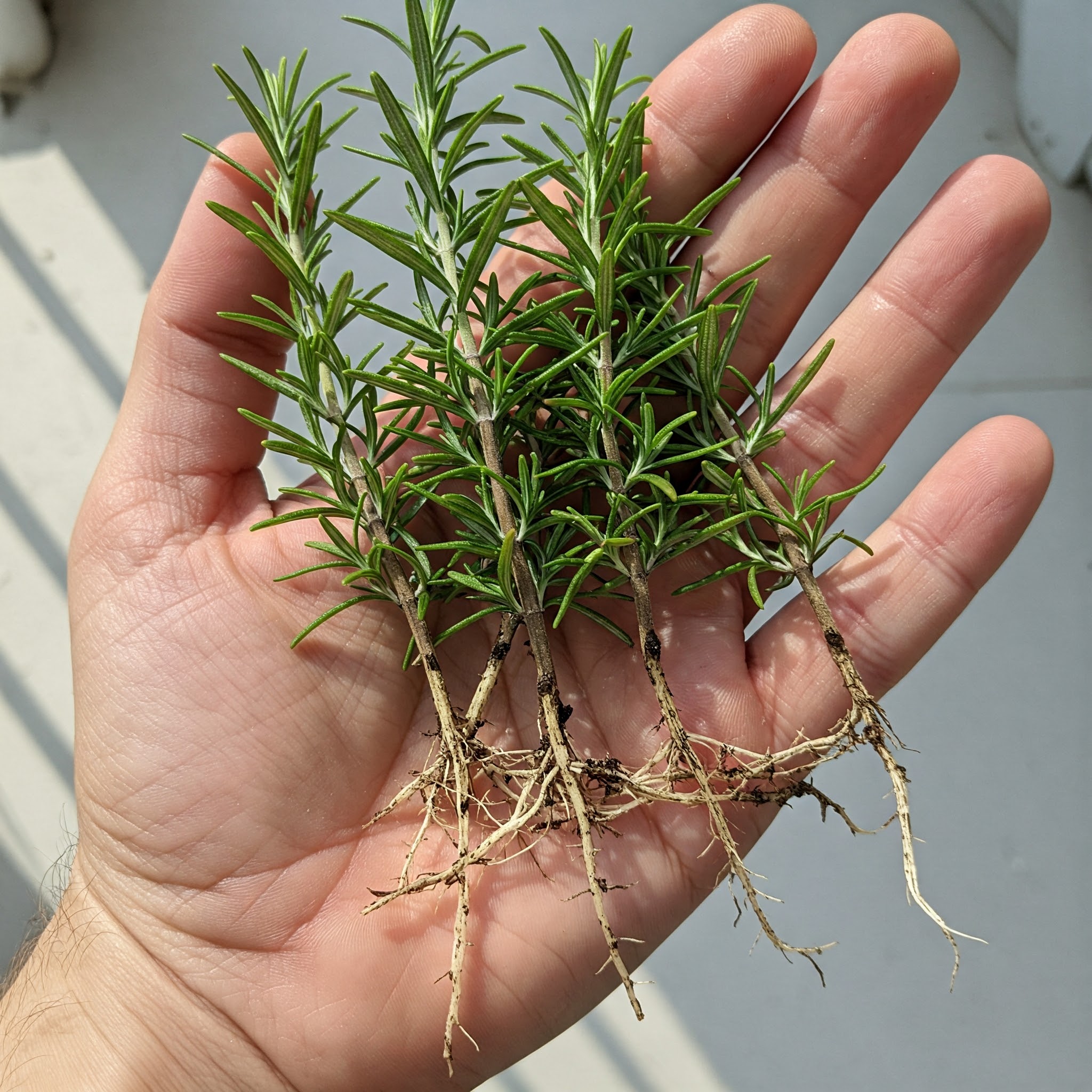 Tips and secrets to always have a leafy and abundant rosemary plant