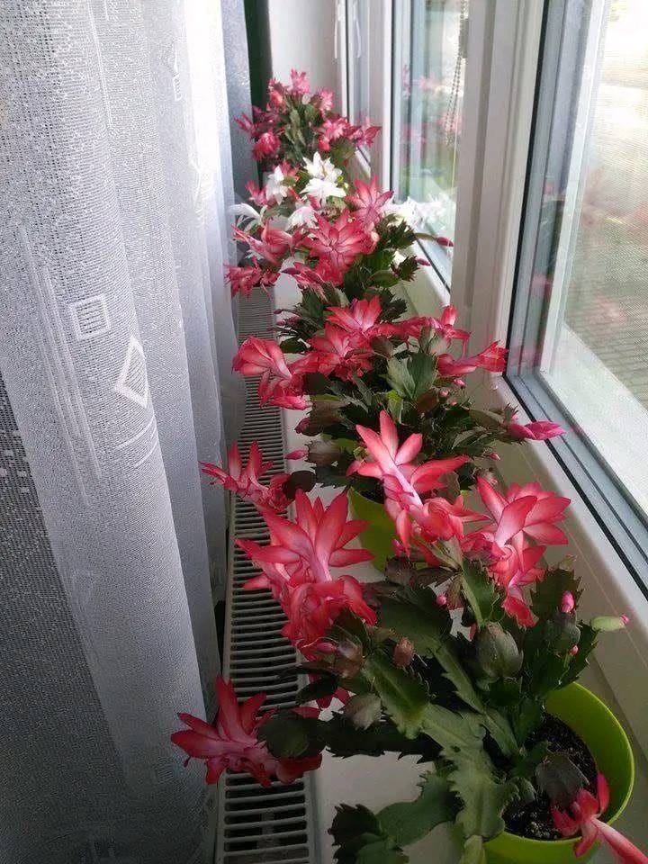 https://dishrecipes.ma2roc.tech/how-to-create-a-collection-of-christmas-cactus-from-individual-parts/?fbclid=IwY2xjawKAJw1leHRuA2FlbQIxMABicmlkETFSV212SGlhOUJxelo4TnI3AR4FujuwuQVqK8c_nhU8Q_GlsBGU27o5vXt_iq84JgMa1k8afz605XuIfBdTGA_aem_ReoyndTL4gLgB_oDMQqtsA#:~:text=How%20to%20Create%20a%20%E2%80%9CCollection%E2%80%9D%20of%20Christmas%20Cactus%20from%20Individual%20Parts