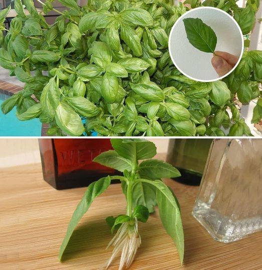 How to reproduce basil to have an infinite supply