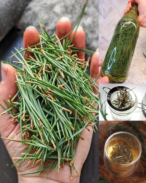 The Hidden Power of Pine: An Unpretentious Wonder of Nature