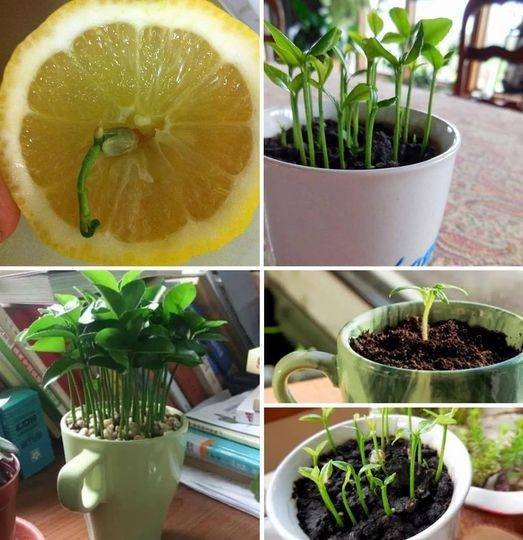 How to plant a lemon in a cup to perfume and decorate your home