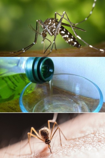 Prepare this against insects, a few ingredients are enough to make them disappear