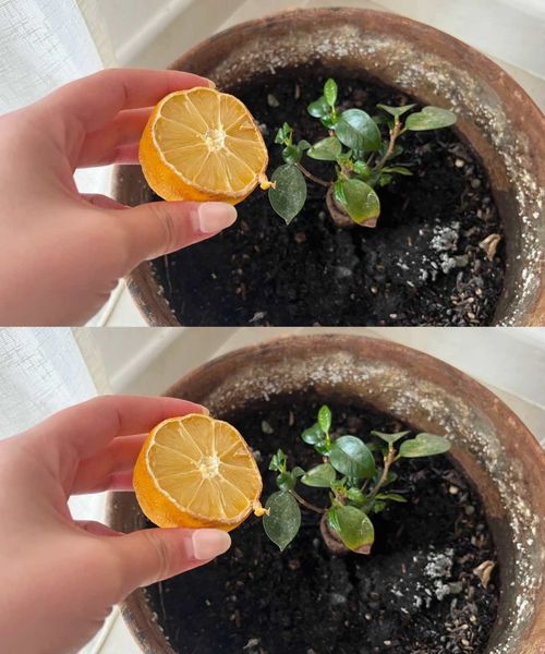 In 30 days you will have a beautiful lemon seedling: the peeled seed technique