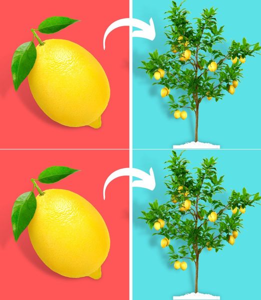Do you know what happens if you leave lemons attached to the plant? The experts answer