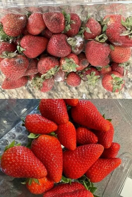 How to Keep Strawberries Fresh Longer: