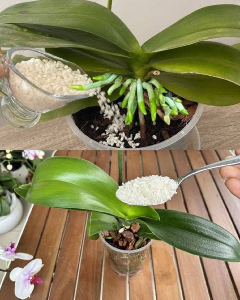 Take a small container or jar and add 1-2 tablespoons of uncooked rice.  Pour in water until the rice is completely submerged.  Soak the rice in water for 24-48 hours. Strain the rice water into another container and discard the rice grains. Dilute the strained rice water with an equal amount of fresh water.  Use this diluted rice water to water your orchids once a month during the growing season (spring and summer).  Rice husk mulch:    Ingredients:  For Complete Cooking STEPS Please Head On Over To Next Page Or Open button (>) and don’t forget to SHARE with your Facebook friends