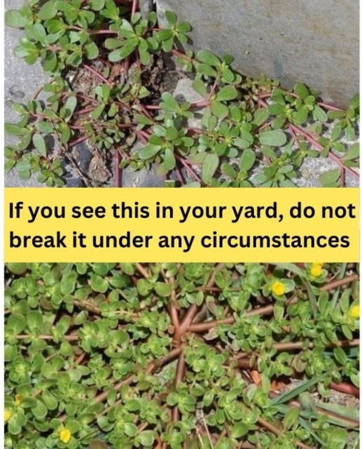 If You See This Plant in Your Yard, Don’t Break It—Here’s Why Purslane Deserves a Place in Your Garden